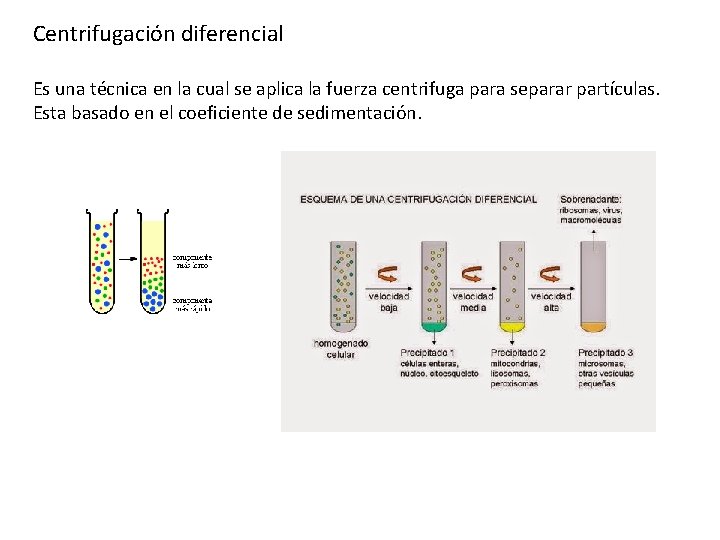 Centrifugación diferencial Es una técnica en la cual se aplica la fuerza centrifuga para Centrifugación diferencial Es una técnica en la cual se aplica la fuerza centrifuga para