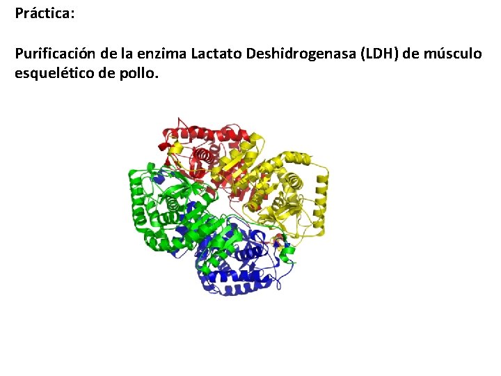 Práctica: Purificación de la enzima Lactato Deshidrogenasa (LDH) de músculo esquelético de pollo. Práctica: Purificación de la enzima Lactato Deshidrogenasa (LDH) de músculo esquelético de pollo.