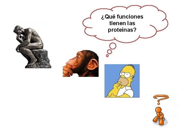¿Qué funciones tienen las proteínas? ¿Qué funciones tienen las proteínas?