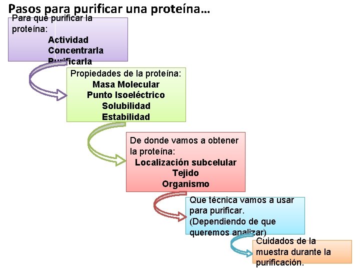 Pasos para purificar una proteína… Para qué purificar la proteína: Actividad Concentrarla Purificarla Propiedades Pasos para purificar una proteína… Para qué purificar la proteína: Actividad Concentrarla Purificarla Propiedades