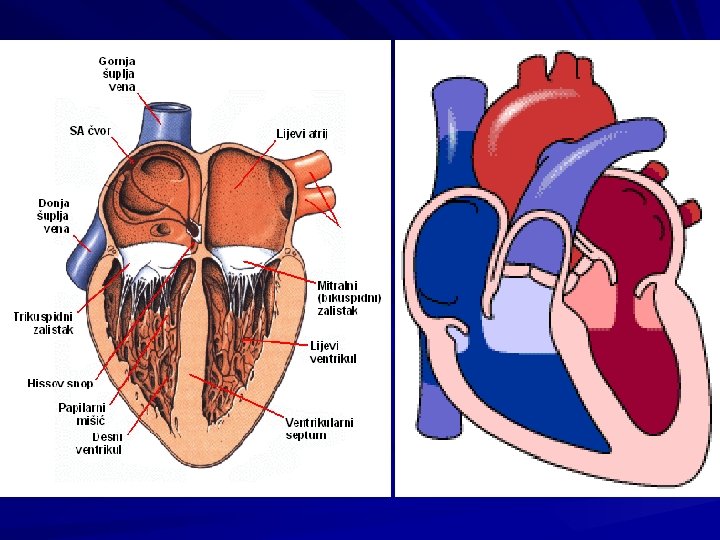 hipertenzija, lijevi ventrikul i atrij