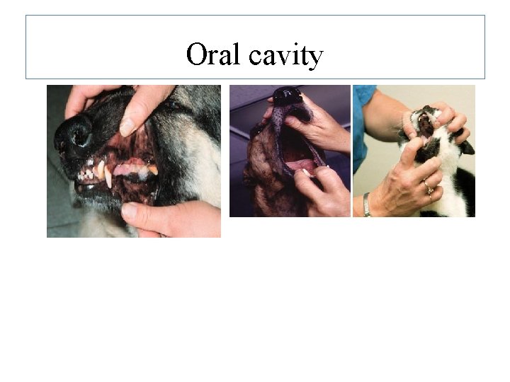 Oral cavity Oral cavity