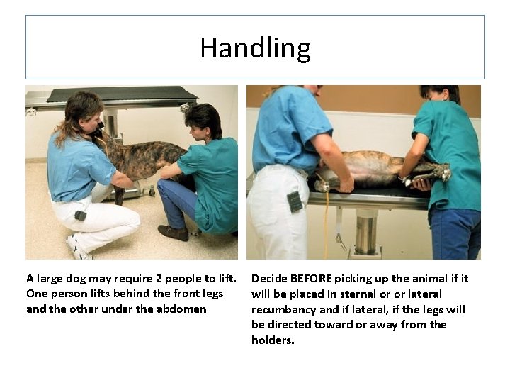 Handling A large dog may require 2 people to lift. One person lifts behind Handling A large dog may require 2 people to lift. One person lifts behind