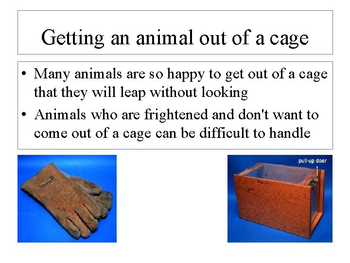 Getting an animal out of a cage • Many animals are so happy to Getting an animal out of a cage • Many animals are so happy to
