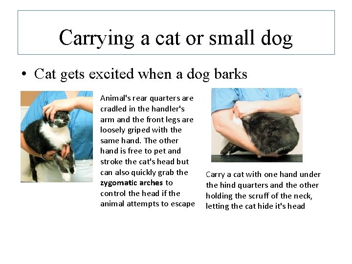 Carrying a cat or small dog • Cat gets excited when a dog barks Carrying a cat or small dog • Cat gets excited when a dog barks