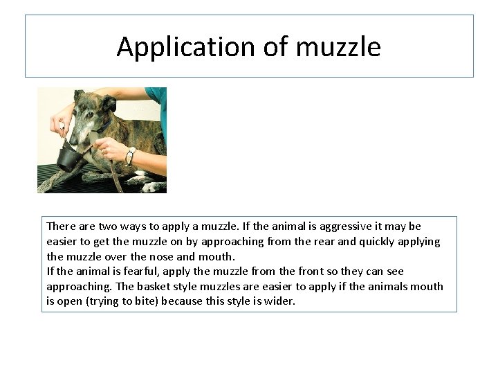 Application of muzzle There are two ways to apply a muzzle. If the animal Application of muzzle There are two ways to apply a muzzle. If the animal