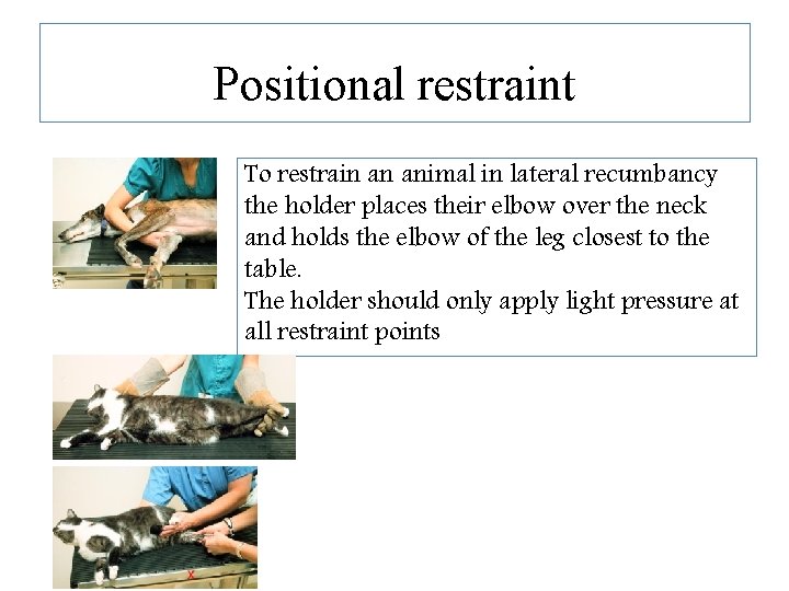 Positional restraint To restrain an animal in lateral recumbancy the holder places their elbow Positional restraint To restrain an animal in lateral recumbancy the holder places their elbow