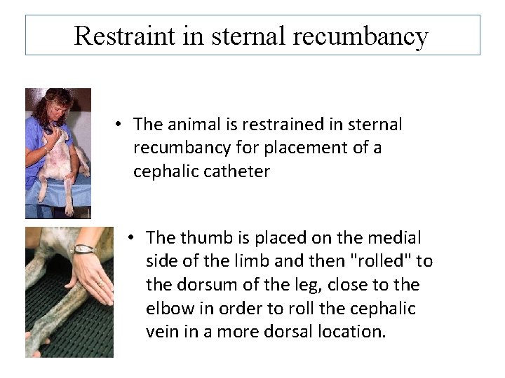 Restraint in sternal recumbancy • The animal is restrained in sternal recumbancy for placement Restraint in sternal recumbancy • The animal is restrained in sternal recumbancy for placement