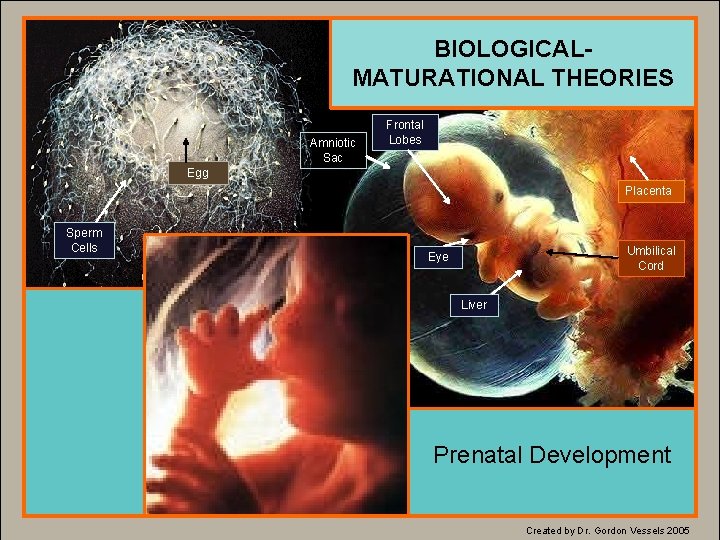 BIOLOGICALMATURATIONAL THEORIES Amniotic Sac Frontal Lobes Egg Placenta Sperm Cells Umbilical Cord Eye Liver