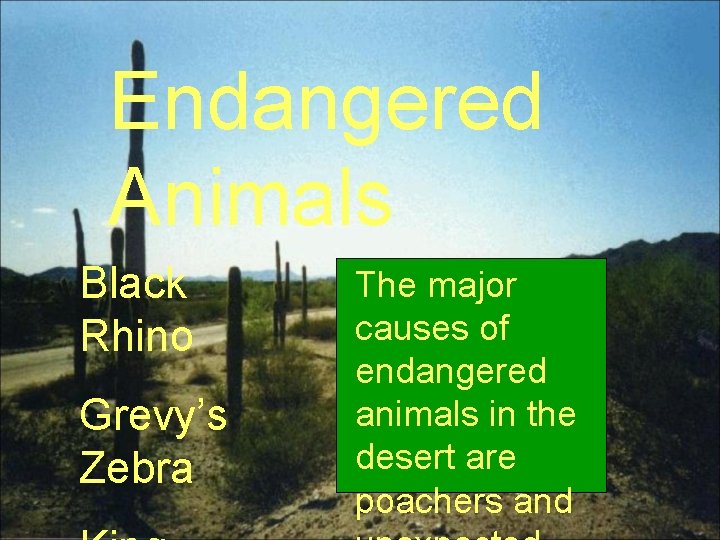 Endangered Animals Black Rhino Grevy’s Zebra The major causes of endangered animals in the