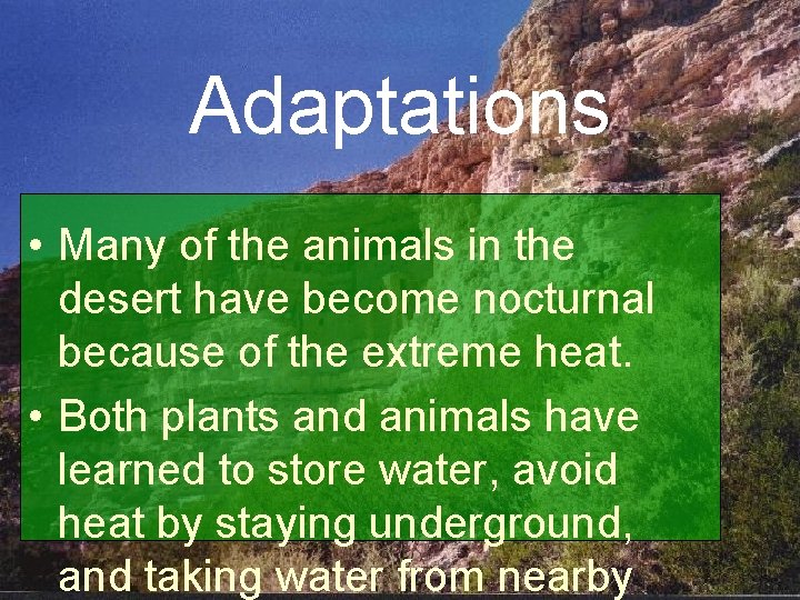 Adaptations • Many of the animals in the desert have become nocturnal because of