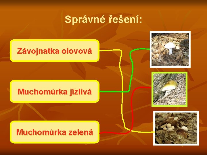 Správné řešení: Závojnatka olovová Muchomůrka jízlivá Muchomůrka zelená 