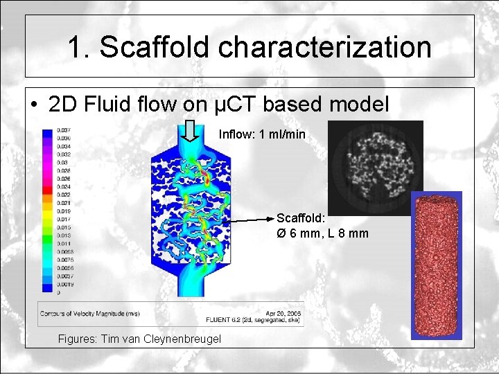1. Scaffold characterization • 2 D Fluid flow on µCT based model Inflow: 1