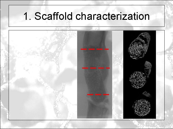 1. Scaffold characterization 