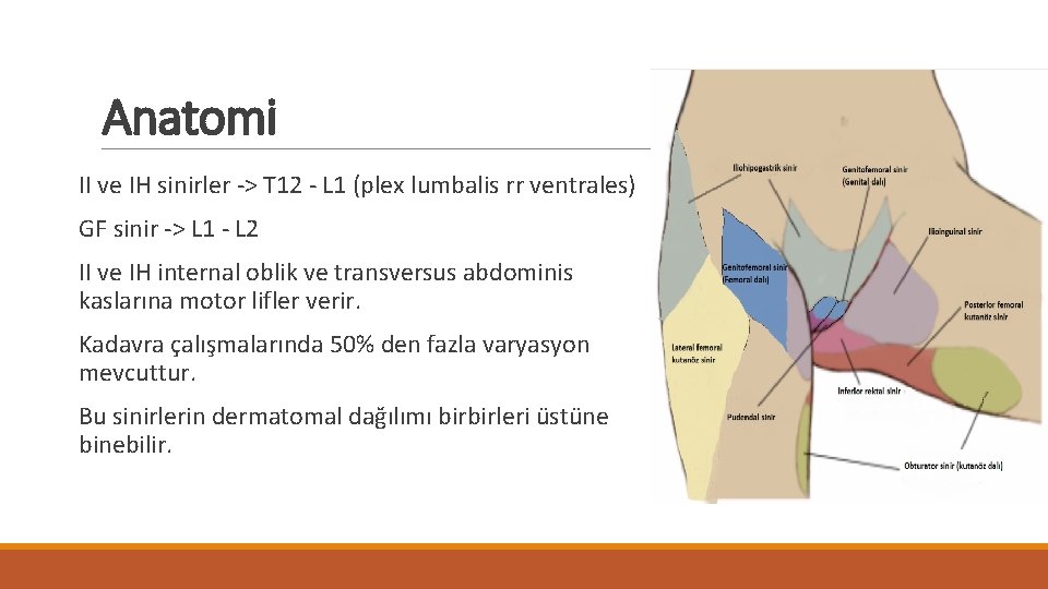 Anatomi II ve IH sinirler -> T 12 - L 1 (plex lumbalis rr Anatomi II ve IH sinirler -> T 12 - L 1 (plex lumbalis rr
