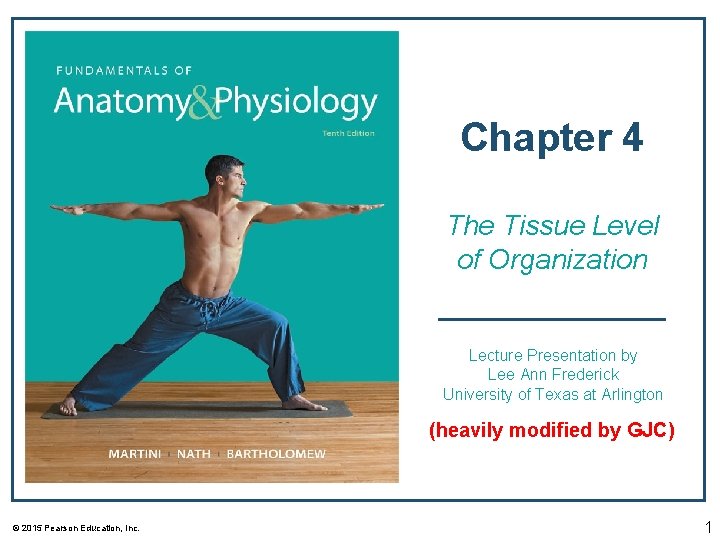 Chapter 4 The Tissue Level of Organization Lecture Presentation by Lee Ann Frederick University