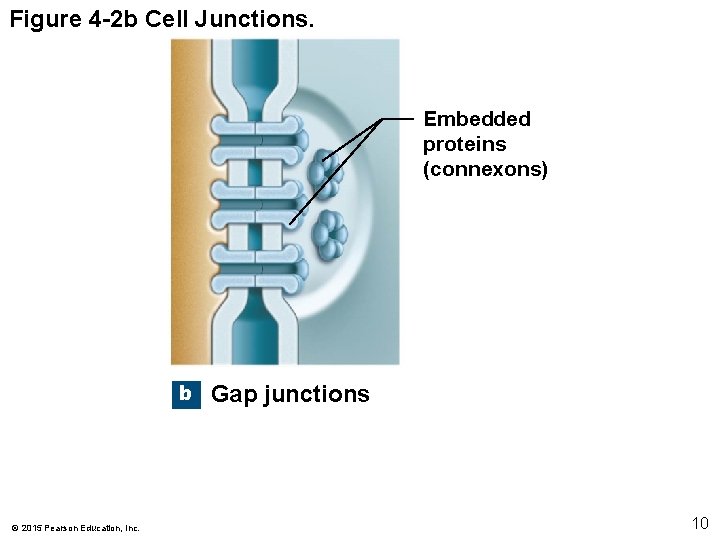 Figure 4 -2 b Cell Junctions. Embedded proteins (connexons) b © 2015 Pearson Education, Figure 4 -2 b Cell Junctions. Embedded proteins (connexons) b © 2015 Pearson Education,