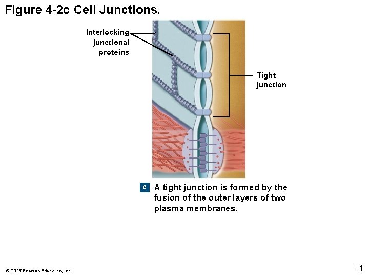 Figure 4 -2 c Cell Junctions. Interlocking junctional proteins Tight junction c A tight