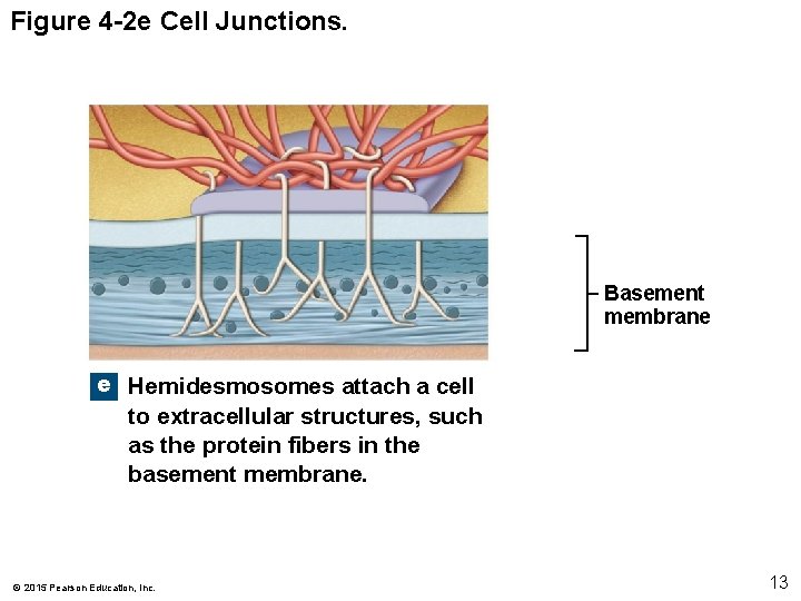 Figure 4 -2 e Cell Junctions. Basement membrane e Hemidesmosomes attach a cell to