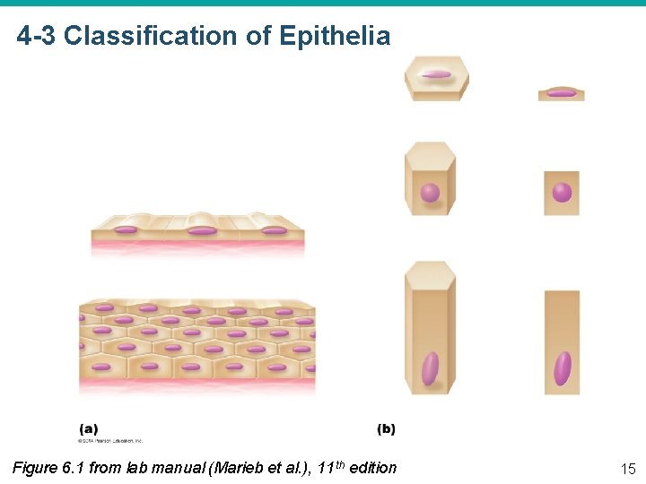 4 -3 Classification of Epithelia Figure 6. 1 from lab manual (Marieb et al.