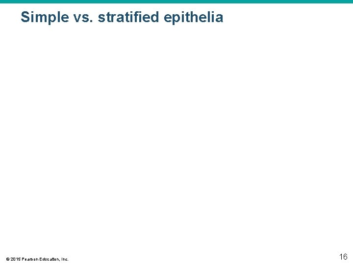 Simple vs. stratified epithelia © 2015 Pearson Education, Inc. 16 