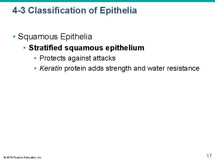 4 -3 Classification of Epithelia • Squamous Epithelia • Stratified squamous epithelium • Protects