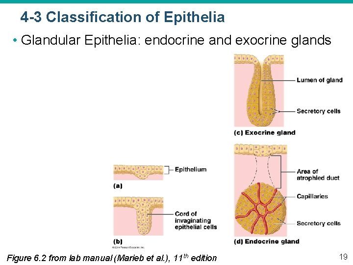 4 -3 Classification of Epithelia • Glandular Epithelia: endocrine and exocrine glands Figure 6.