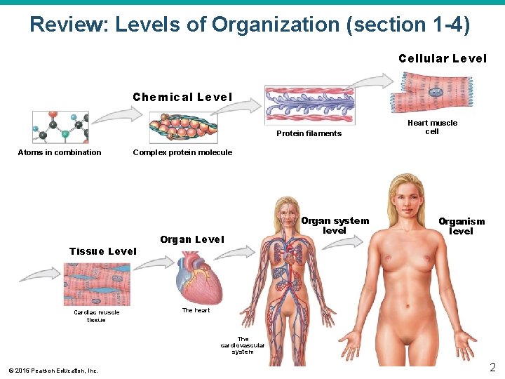 Review: Levels of Organization (section 1 -4) Cellular Level Chemical Level Protein filaments Atoms