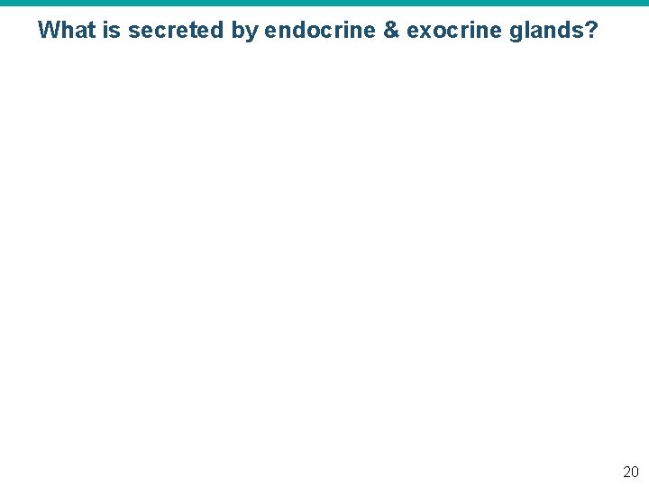 What is secreted by endocrine & exocrine glands? 20 