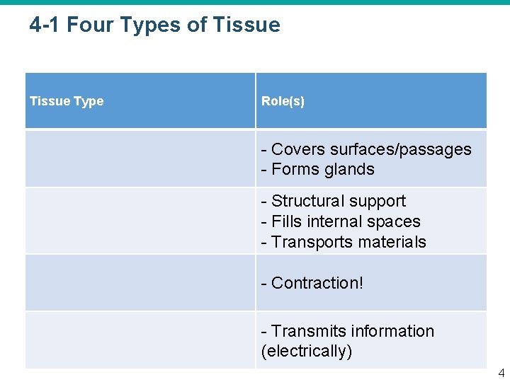 4 -1 Four Types of Tissue Type Role(s) - Covers surfaces/passages - Forms glands