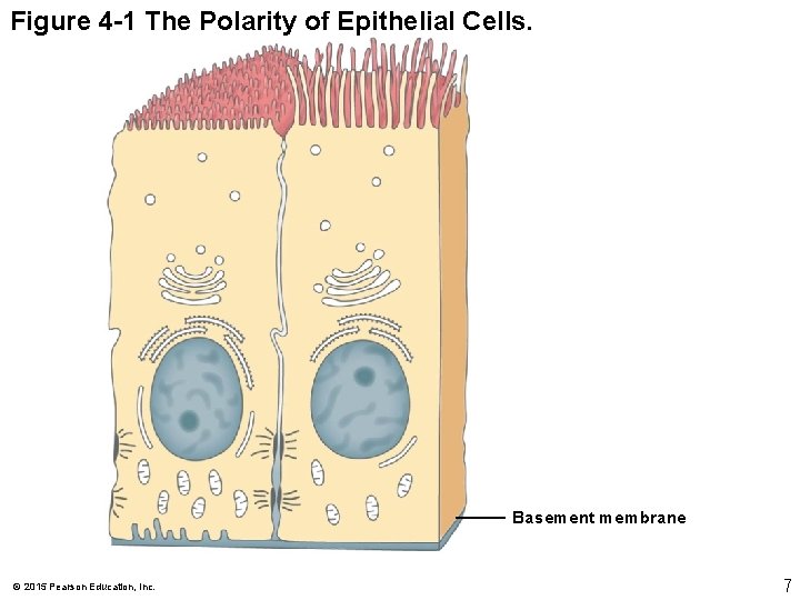 Figure 4 -1 The Polarity of Epithelial Cells. Basement membrane © 2015 Pearson Education,