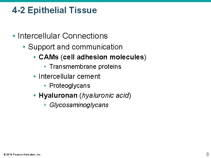 4 -2 Epithelial Tissue • Intercellular Connections • Support and communication • CAMs (cell 4 -2 Epithelial Tissue • Intercellular Connections • Support and communication • CAMs (cell
