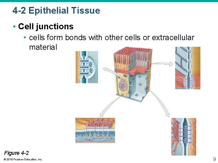 4 -2 Epithelial Tissue • Cell junctions • cells form bonds with other cells