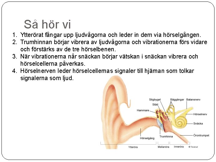 Så hör vi 1. Ytterörat fångar upp ljudvågorna och leder in dem via hörselgången.