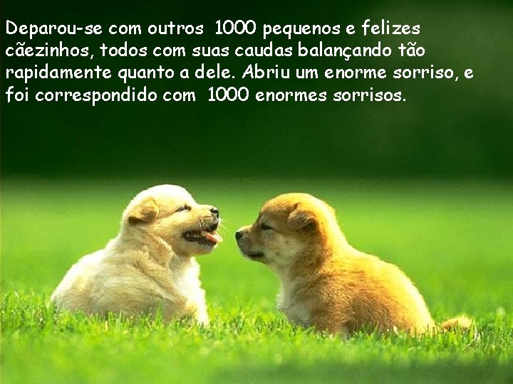 Deparou-se com outros 1000 pequenos e felizes cãezinhos, todos com suas caudas balançando tão