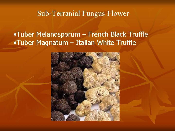 Sub-Terranial Fungus Flower • Tuber Melanosporum – French Black Truffle • Tuber Magnatum –