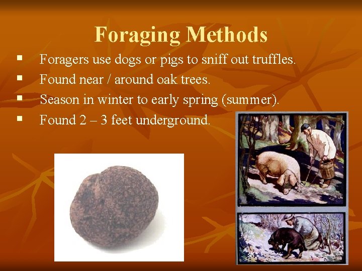 Foraging Methods § § Foragers use dogs or pigs to sniff out truffles. Found