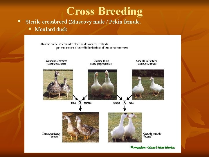 Cross Breeding § Sterile crossbreed (Muscovy male / Pekin female. § Moulard duck 