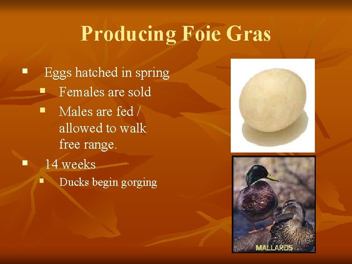 Producing Foie Gras § Eggs hatched in spring § Females are sold § Males