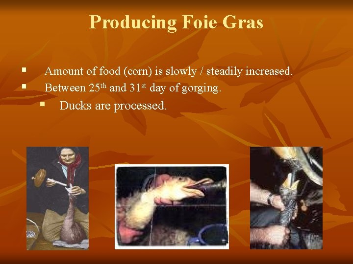 Producing Foie Gras § § Amount of food (corn) is slowly / steadily increased.