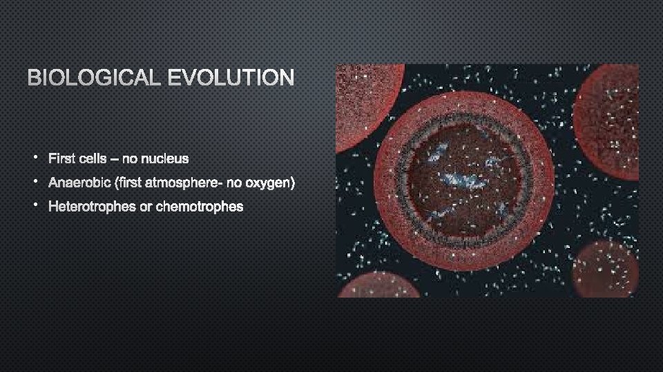 BIOLOGICAL EVOLUTION • First cells – no nucleus • Anaerobic (first atmosphere- no oxygen)