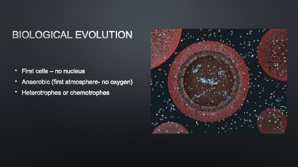 BIOLOGICAL EVOLUTION • First cells – no nucleus • Anaerobic (first atmosphere- no oxygen)