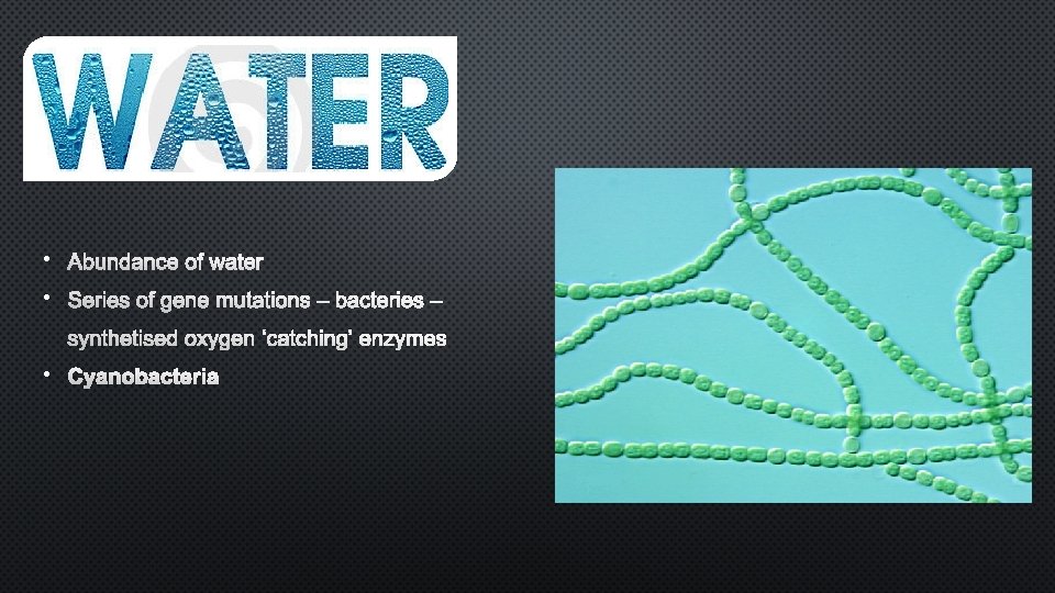  • Abundance of water • Series of gene mutations – bacteries – synthetised