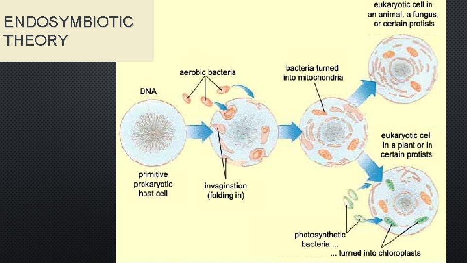 ENDOSYMBIOTIC THEORY 