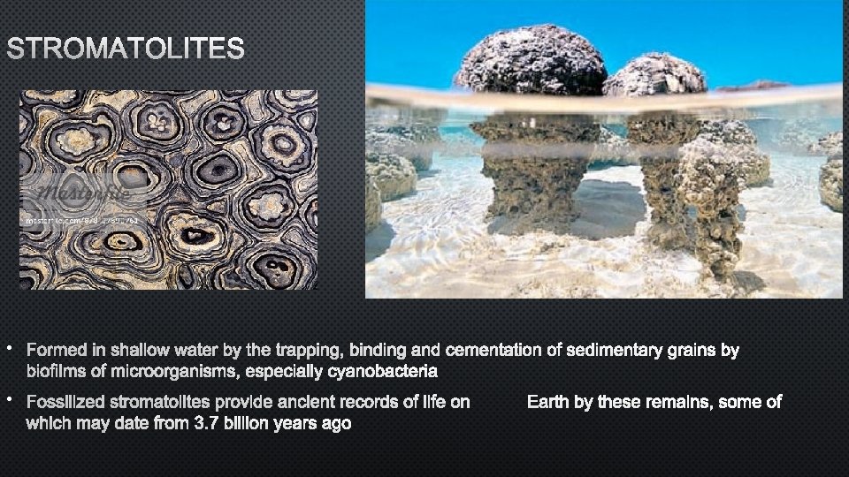 STROMATOLITES • • 