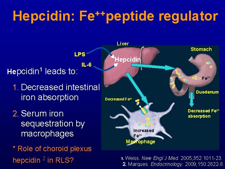 Hepcidin: Fe++peptide regulator Liver LPS Hepcidin 1 leads to: IL-6 Stomach Hepcidin Fe 2+