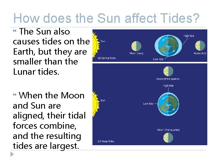 How does the Sun affect Tides? The Sun also causes tides on the Earth, How does the Sun affect Tides? The Sun also causes tides on the Earth,