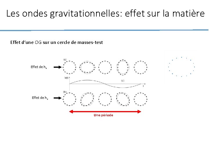 Les ondes gravitationnelles: effet sur la matière Effet d’une OG sur un cercle de