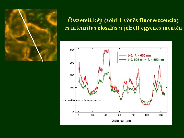 Összetett kép (zöld + vörös fluoreszcencia) és intenzitás eloszlás a jelzett egyenes mentén 