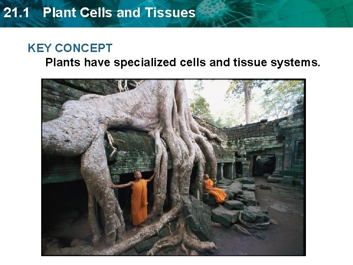 21. 1 Plant Cells and Tissues KEY CONCEPT Plants have specialized cells and tissue